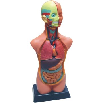 Set d'anatomie 11 pièces 50cm