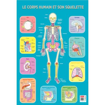 Poster en PVC 76x52cm le squelette